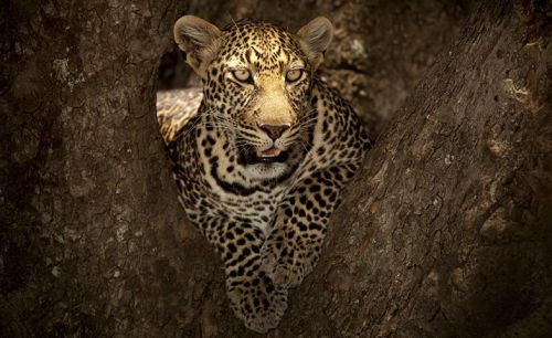 admin ajax.php?action=kernel&p=image&src=%7B%22file%22%3A%22wp content%2Fuploads%2F2022%2F01%2Ffinderella african leopard Orientierung aller Hilfsorganisationen